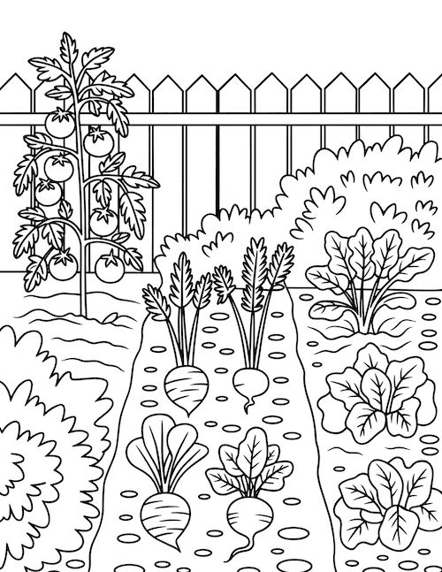 Desenho para colorir mostrando uma horta com pés de tomate, beterrabas, alfaces e uma cerca de madeira ao fundo.