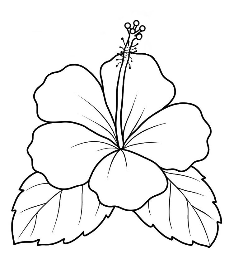 Desenho de hibisco com pétalas onduladas, pistilo longo e folhas serrilhadas para imprimir e colorir.