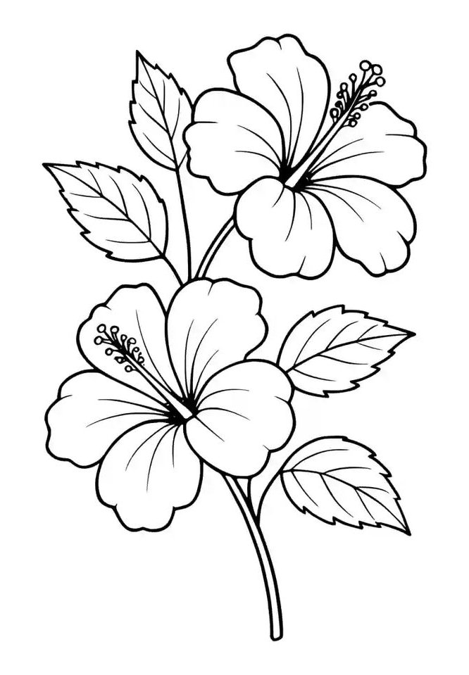 Desenho de hibisco com pétalas arredondadas, estames detalhados e folhas serrilhadas, ideal para imprimir e colorir.
